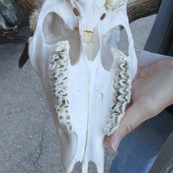 This is a Real Fallow Deer Skull and horns (antlers) measuring 15 and 16 inches long -  for $120
