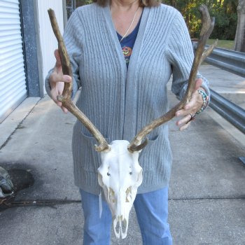This is a Real Fallow Deer Skull and horns (antlers) measuring 15 and 16 inches long -  for $120