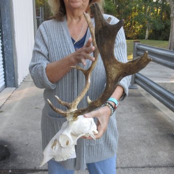 This is a Real Fallow Deer Skull and horns (antlers) measuring 15 and 16 inches long -  for $120