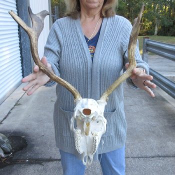 Fallow Deer Horns and Skull - $100 each; 3 or more @ $90.00 each