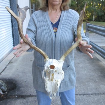 This is a Real Fallow Deer Skull and horns (antlers) measuring 15 and 16 inches long -  for $120