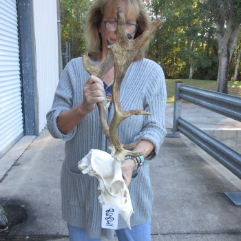 This is a Real Fallow Deer Skull and horns (antlers) measuring 15 and 16 inches long -  for $120