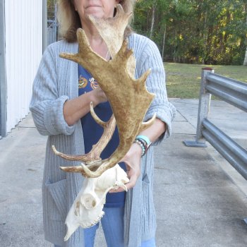 This is a Real Fallow Deer Skull and horns (antlers) measuring 18 and 20 inches long -  for $130