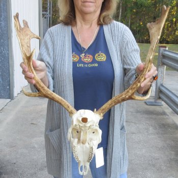 This is a Real Fallow Deer Skull and horns (antlers) measuring 18 and 20 inches long -  for $130