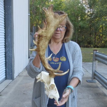 This is a Real Fallow Deer Skull and horns (antlers) measuring 18 and 20 inches long -  for $130