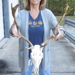 This is a Real Fallow Deer Skull and horns (antlers) measuring 16 and 17 inches long -  for $115