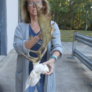 This is a Real Fallow Deer Skull and horns (antlers) measuring 16 and 17 inches long -  for $115