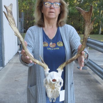 This is a Real Fallow Deer Skull and horns (antlers) measuring 16 and 17 inches long -  for $115
