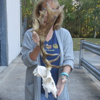 This is a Real Fallow Deer Skull and horns (antlers) measuring 16 and 17 inches long -  for $115