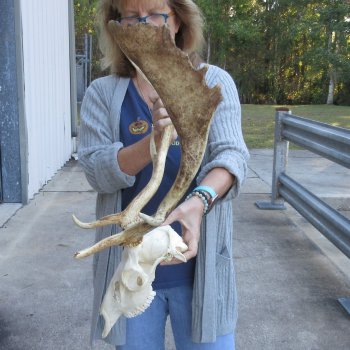 This is a Real Fallow Deer Skull and horns (antlers) measuring 17 and 18 inches long -  for $125