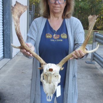 This is a Real Fallow Deer Skull and horns (antlers) measuring 17 and 18 inches long -  for $125