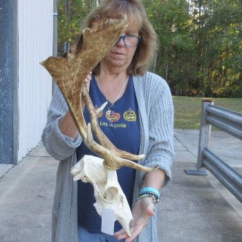 This is a Real Fallow Deer Skull and horns (antlers) measuring 17 and 18 inches long -  for $125