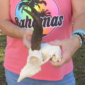 7" Mountain Reedbuck Craft Skull with 7" Horns - $35