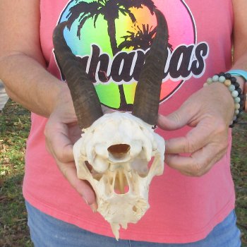 7" Mountain Reedbuck Craft Skull with 7" Horns - $35