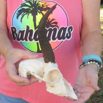 7" Mountain Reedbuck Craft Skull with 7" Horns - $35