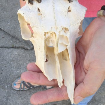 7" Mountain Reedbuck Craft Skull with 7" Horns - $35