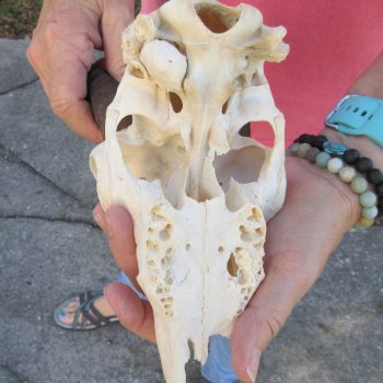7" Mountain Reedbuck Craft Skull with 7" Horns - $35