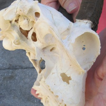 7" Mountain Reedbuck Craft Skull with 7" Horns - $35