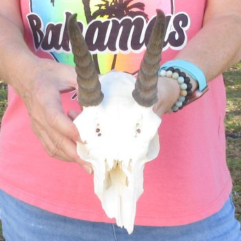 7" Mountain Reedbuck Craft Skull with 6" Horns - $35
