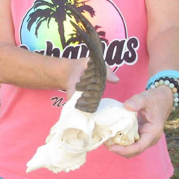 7" Mountain Reedbuck Craft Skull with 6" Horns - $35