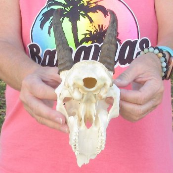 7" Mountain Reedbuck Craft Skull with 6" Horns - $35