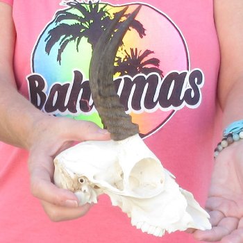 7" Mountain Reedbuck Craft Skull with 6" Horns - $35