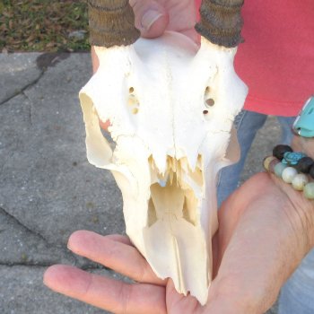 7" Mountain Reedbuck Craft Skull with 6" Horns - $35