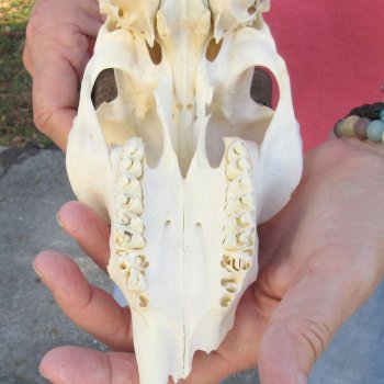 7" Mountain Reedbuck Craft Skull with 6" Horns - $35