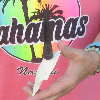 Grey Duiker Skull Plate with 3" Horns - $40