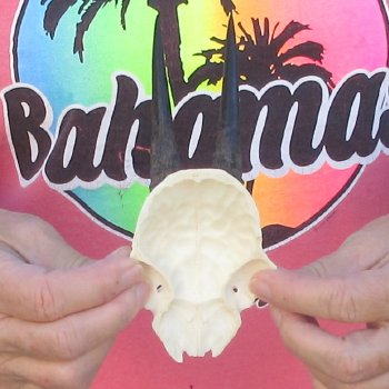 Grey Duiker Skull Plate with 3" Horns - $40