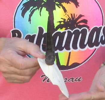 Grey Duiker Skull Plate with 3" Horns - $40