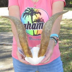 Goat Skull Plate wi...