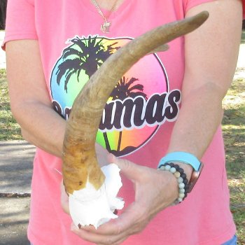 Goat Skull Plate with 15" Horns - $35