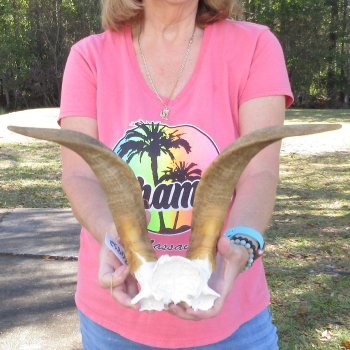 Goat Skull Plate with 15" Horns - $35