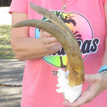 Goat Skull Plate with 15" Horns - $35