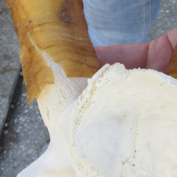 Goat Skull Plate with 15" Horns - $35