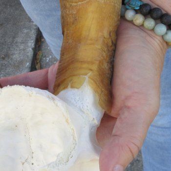 Goat Skull Plate with 15" Horns - $35