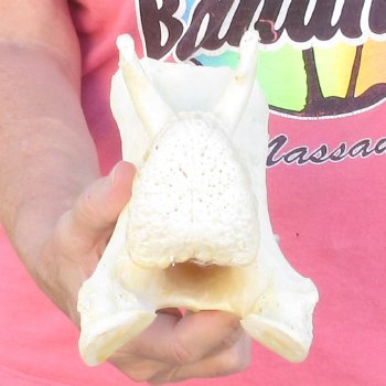 6" B-Grade Giraffe Neck Vertebra Bone