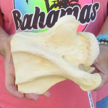 6" B-Grade Giraffe Neck Vertebra Bone
