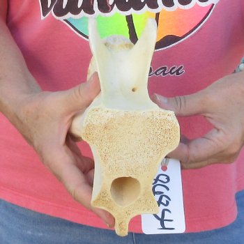 6" B-Grade Giraffe Neck Vertebra Bone