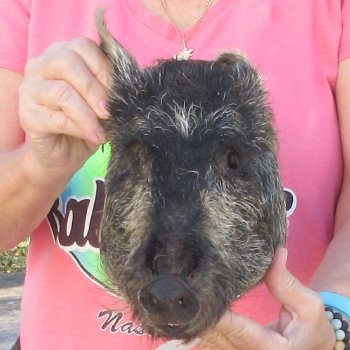 12" Preserved Georgia Wild Boar / Hog Head - $40