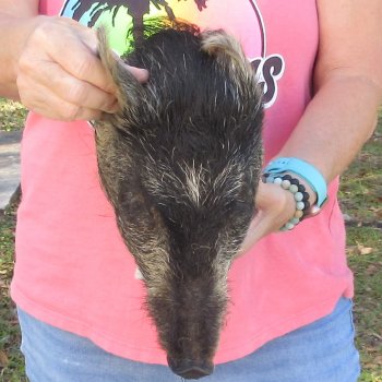 12" Preserved Georgia Wild Boar / Hog Head - $40