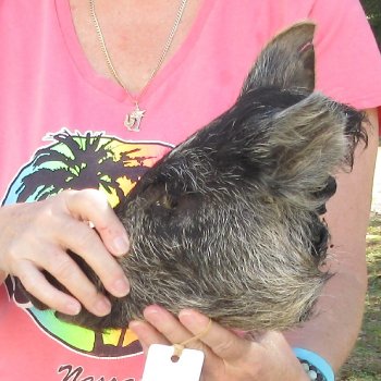 12" Preserved Georgia Wild Boar / Hog Head - $40
