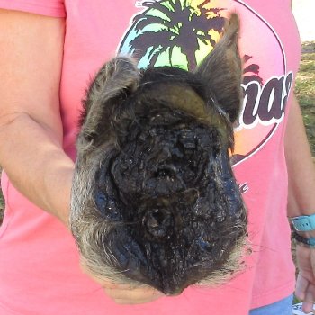 12" Preserved Georgia Wild Boar / Hog Head - $40