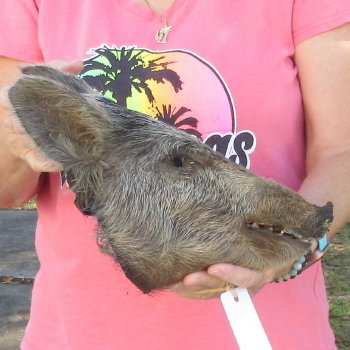 12" Preserved Georgia Wild Boar / Hog Head - $40