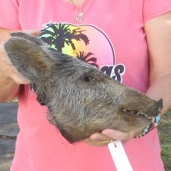 12" Preserved Georgia Wild Boar / Hog Head - $40