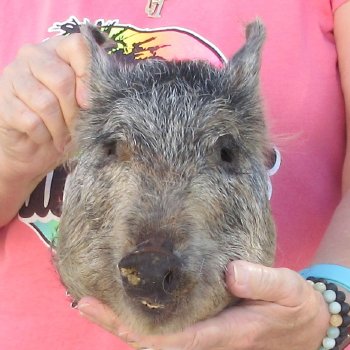 12" Preserved Georgia Wild Boar / Hog Head - $40