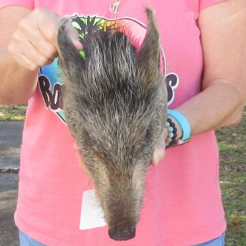 12" Preserved Georgia Wild Boar / Hog Head - $40
