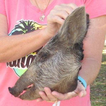 12" Preserved Georgia Wild Boar / Hog Head - $40