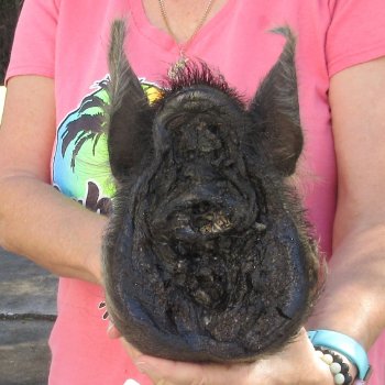 12" Preserved Georgia Wild Boar / Hog Head - $40